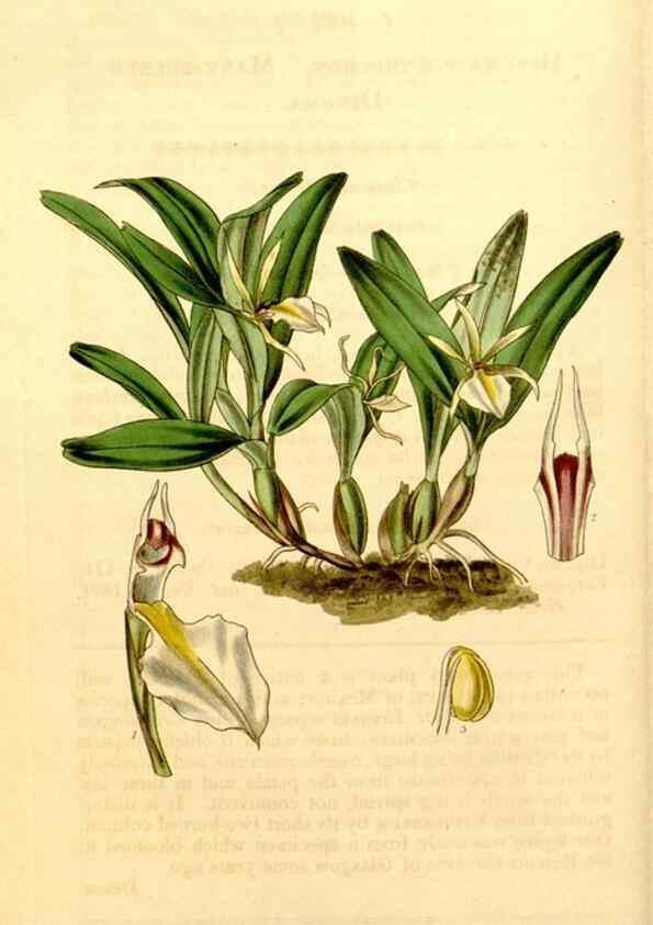Reproducción/Reproduction 35250244165: Curtis's botanical magazine.. London ; New York [etc.] :Academic Press [etc.]