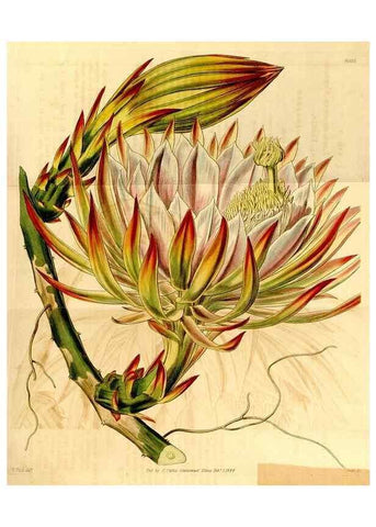 Reproducción/Reproduction 35250239915: Curtis's botanical magazine.. London ; New York [etc.] :Academic Press [etc.]