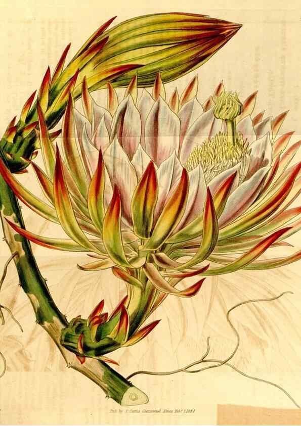 Reproducción/Reproduction 35250239915: Curtis's botanical magazine.. London ; New York [etc.] :Academic Press [etc.]