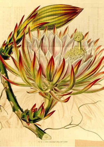 Reproducción/Reproduction 35250239915: Curtis's botanical magazine.. London ; New York [etc.] :Academic Press [etc.]