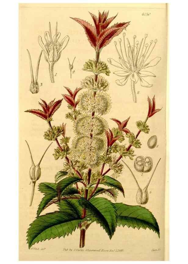 Reproducción/Reproduction 34406303584: Curtis's botanical magazine.. London ; New York [etc.] :Academic Press [etc.]