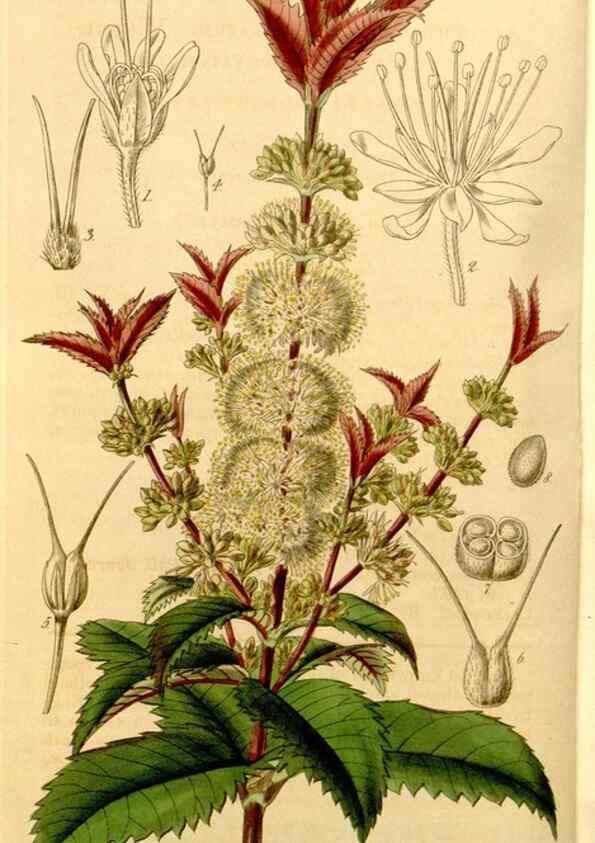 Reproducción/Reproduction 34406303584: Curtis's botanical magazine.. London ; New York [etc.] :Academic Press [etc.]
