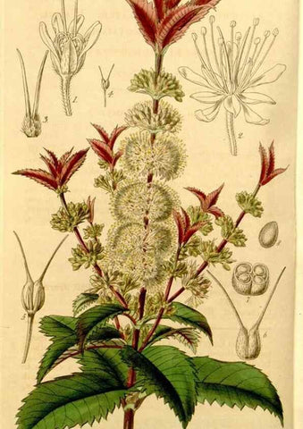 Reproducción/Reproduction 34406303584: Curtis's botanical magazine.. London ; New York [etc.] :Academic Press [etc.]