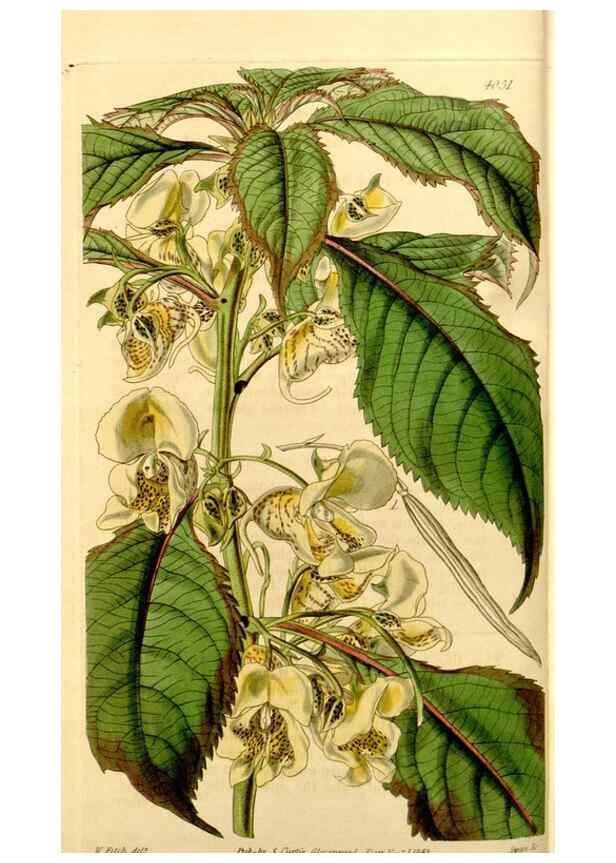 Reproducción/Reproduction 34406306614: Curtis's botanical magazine.. London ; New York [etc.] :Academic Press [etc.]