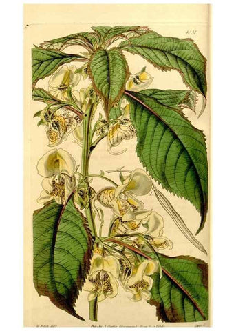 Reproducción/Reproduction 34406306614: Curtis's botanical magazine.. London ; New York [etc.] :Academic Press [etc.]