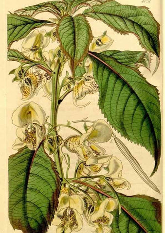 Reproducción/Reproduction 34406306614: Curtis's botanical magazine.. London ; New York [etc.] :Academic Press [etc.]