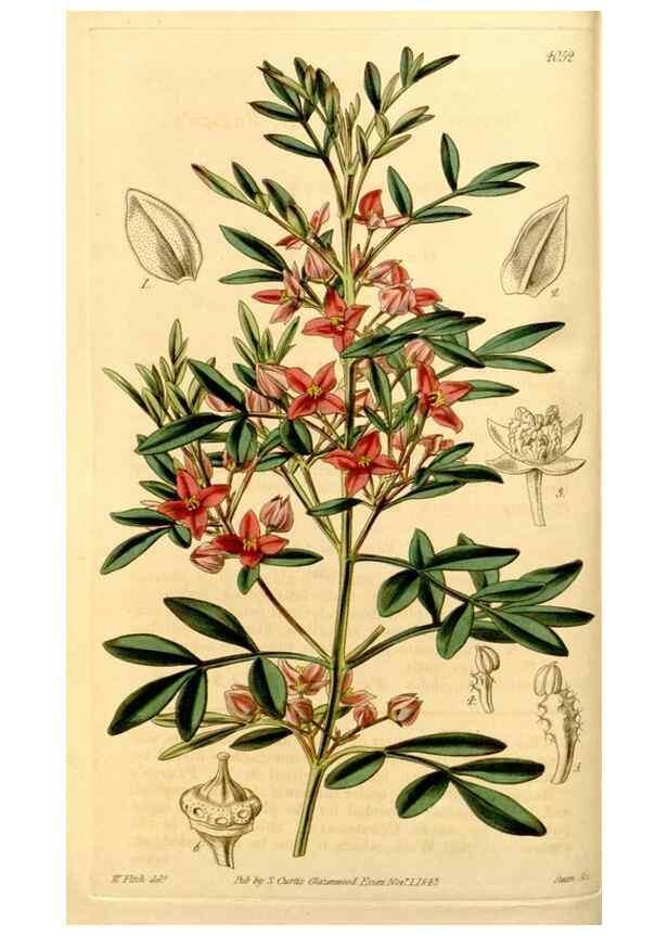 Reproducción/Reproduction 35250201745: Curtis's botanical magazine.. London ; New York [etc.] :Academic Press [etc.]