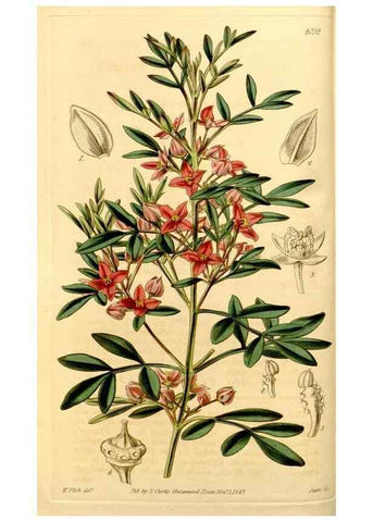 Reproducción/Reproduction 35250201745: Curtis's botanical magazine.. London ; New York [etc.] :Academic Press [etc.]