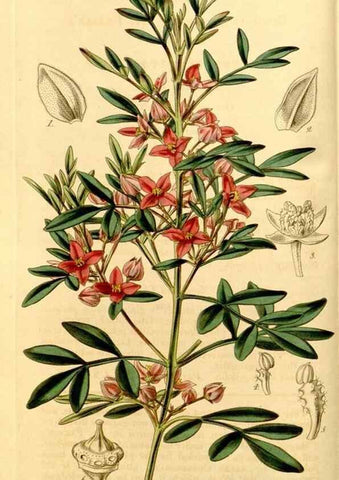 Reproducción/Reproduction 35250201745: Curtis's botanical magazine.. London ; New York [etc.] :Academic Press [etc.]