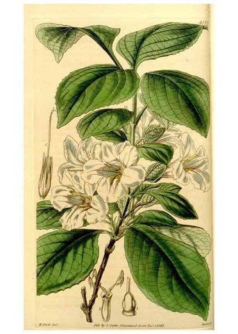 Reproducción/Reproduction 35250203975: Curtis's botanical magazine.. London ; New York [etc.] :Academic Press [etc.]