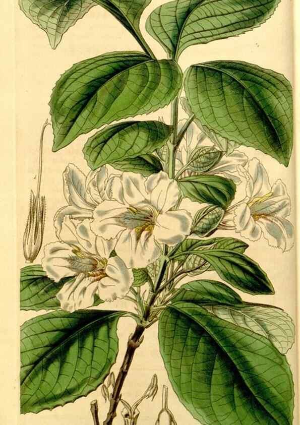 Reproducción/Reproduction 35250203975: Curtis's botanical magazine.. London ; New York [etc.] :Academic Press [etc.]