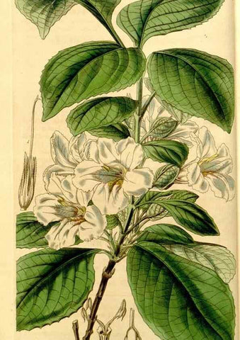 Reproducción/Reproduction 35250203975: Curtis's botanical magazine.. London ; New York [etc.] :Academic Press [etc.]