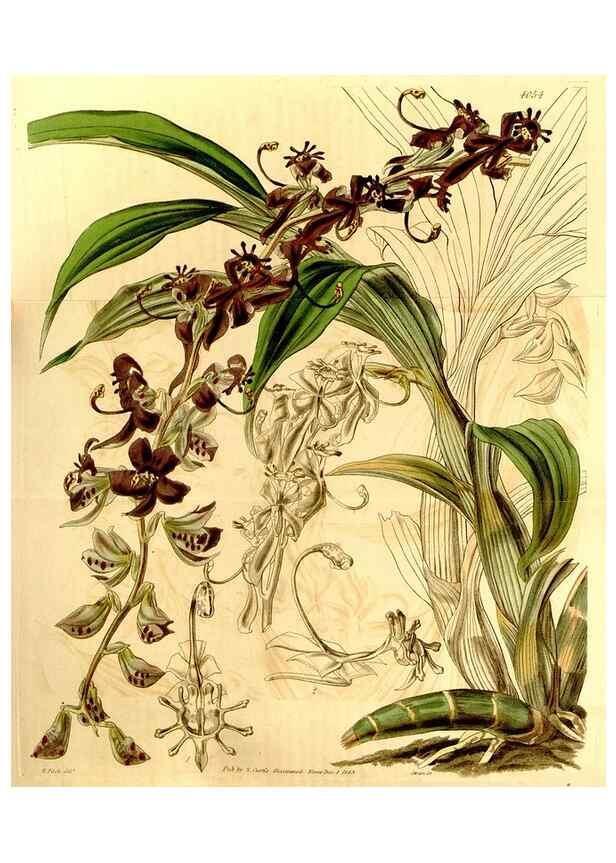 Reproducción/Reproduction 34406317844: Curtis's botanical magazine.. London ; New York [etc.] :Academic Press [etc.]