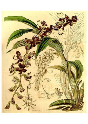 Reproducción/Reproduction 34406317844: Curtis's botanical magazine.. London ; New York [etc.] :Academic Press [etc.]