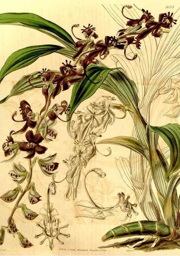 Reproducción/Reproduction 34406317844: Curtis's botanical magazine.. London ; New York [etc.] :Academic Press [etc.]