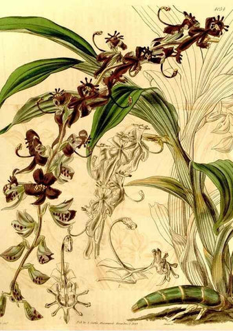 Reproducción/Reproduction 34406317844: Curtis's botanical magazine.. London ; New York [etc.] :Academic Press [etc.]