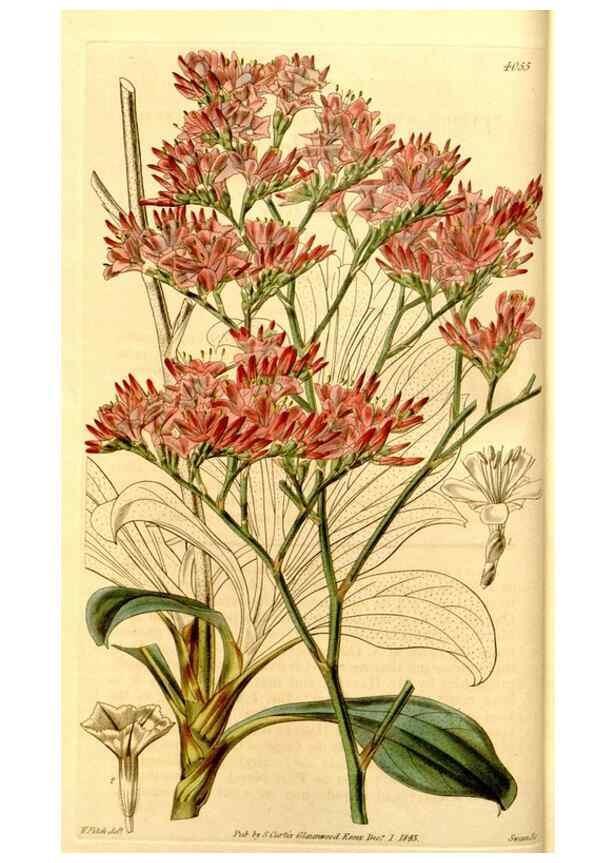 Reproducción/Reproduction 35084917742: Curtis's botanical magazine.. London ; New York [etc.] :Academic Press [etc.]