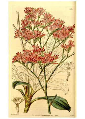 Reproducción/Reproduction 35084917742: Curtis's botanical magazine.. London ; New York [etc.] :Academic Press [etc.]