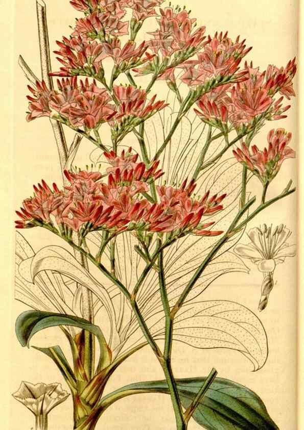 Reproducción/Reproduction 35084917742: Curtis's botanical magazine.. London ; New York [etc.] :Academic Press [etc.]