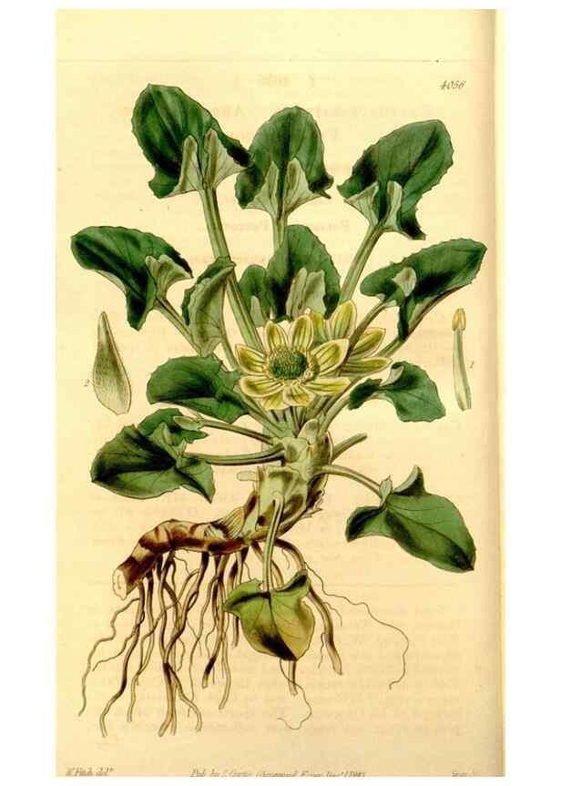Reproducción/Reproduction 35120559241: Curtis's botanical magazine.. London ; New York [etc.] :Academic Press [etc.]