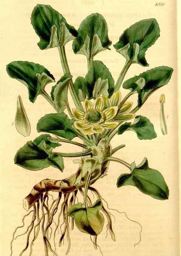 Reproducción/Reproduction 35120559241: Curtis's botanical magazine.. London ; New York [etc.] :Academic Press [etc.]