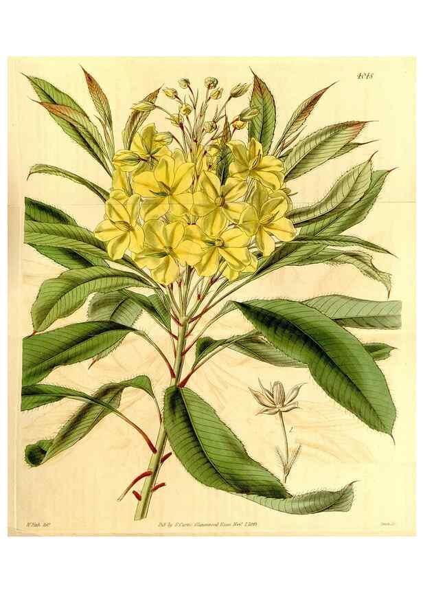 Reproducción/Reproduction 35250190075: Curtis's botanical magazine.. London ; New York [etc.] :Academic Press [etc.]