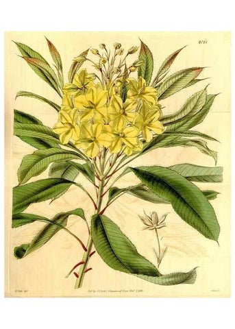 Reproducción/Reproduction 35250190075: Curtis's botanical magazine.. London ; New York [etc.] :Academic Press [etc.]