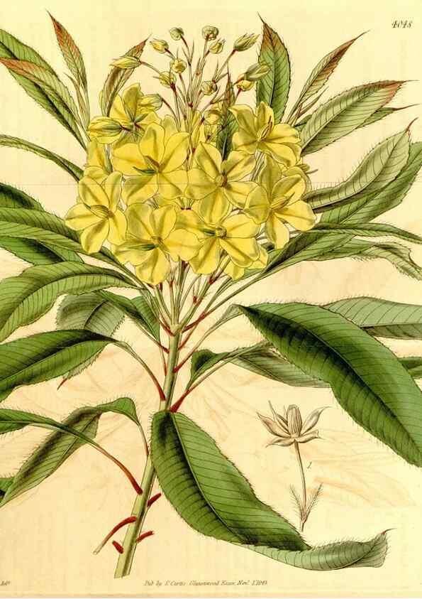 Reproducción/Reproduction 35250190075: Curtis's botanical magazine.. London ; New York [etc.] :Academic Press [etc.]