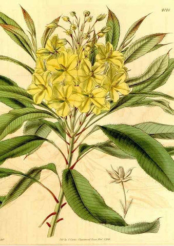 Reproducción/Reproduction 35250190075: Curtis's botanical magazine.. London ; New York [etc.] :Academic Press [etc.]
