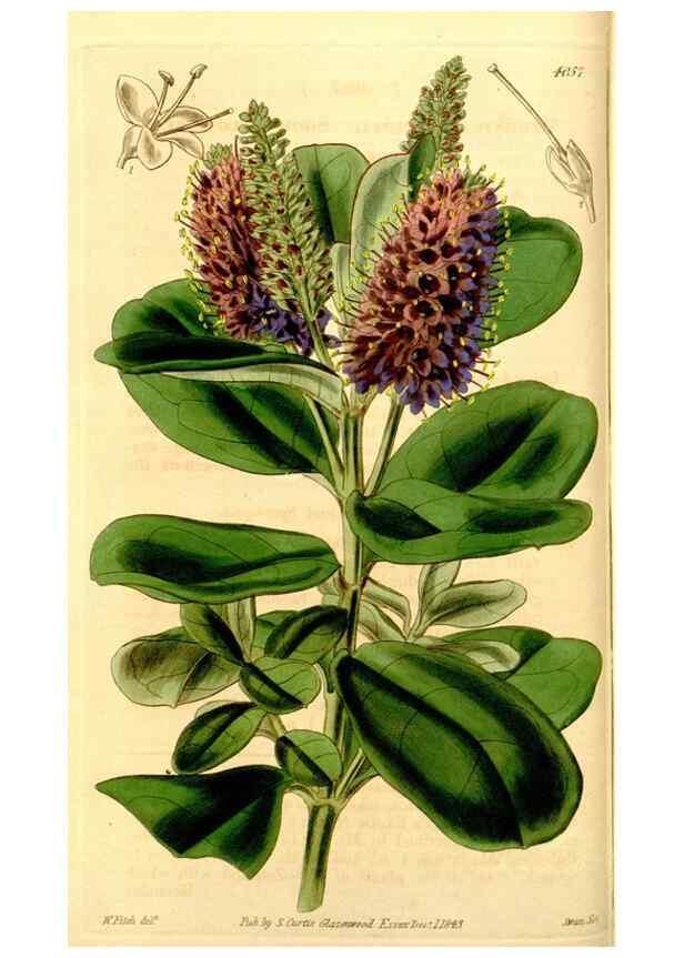 Reproducción/Reproduction 35210420096: Curtis's botanical magazine.. London ; New York [etc.] :Academic Press [etc.]