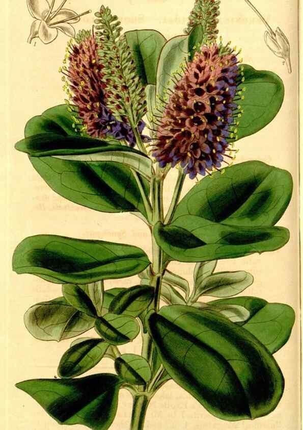 Reproducción/Reproduction 35210420096: Curtis's botanical magazine.. London ; New York [etc.] :Academic Press [etc.]