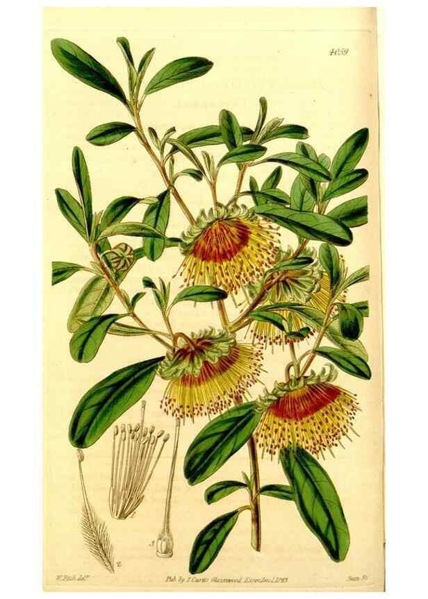 Reproducción/Reproduction 35210428656: Curtis's botanical magazine.. London ; New York [etc.] :Academic Press [etc.]