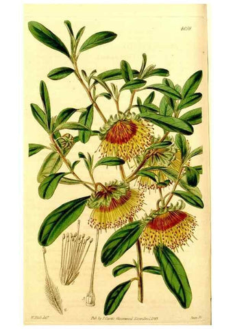 Reproducción/Reproduction 35210428656: Curtis's botanical magazine.. London ; New York [etc.] :Academic Press [etc.]