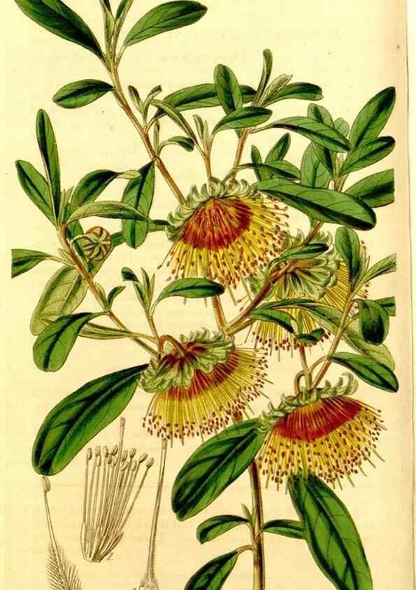Reproducción/Reproduction 35210428656: Curtis's botanical magazine.. London ; New York [etc.] :Academic Press [etc.]