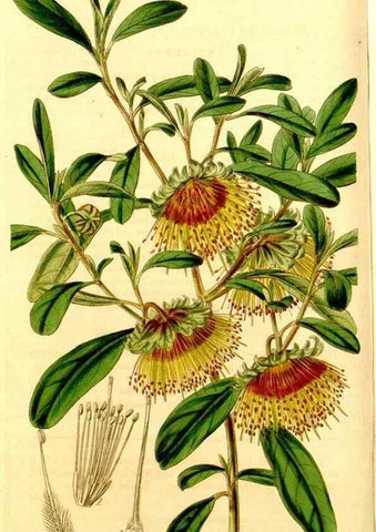 Reproducción/Reproduction 35210428656: Curtis's botanical magazine.. London ; New York [etc.] :Academic Press [etc.]