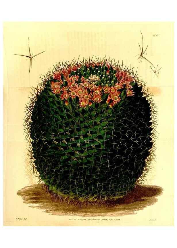 Reproducción/Reproduction 35210431186: Curtis's botanical magazine.. London ; New York [etc.] :Academic Press [etc.]