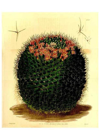 Reproducción/Reproduction 35210431186: Curtis's botanical magazine.. London ; New York [etc.] :Academic Press [etc.]