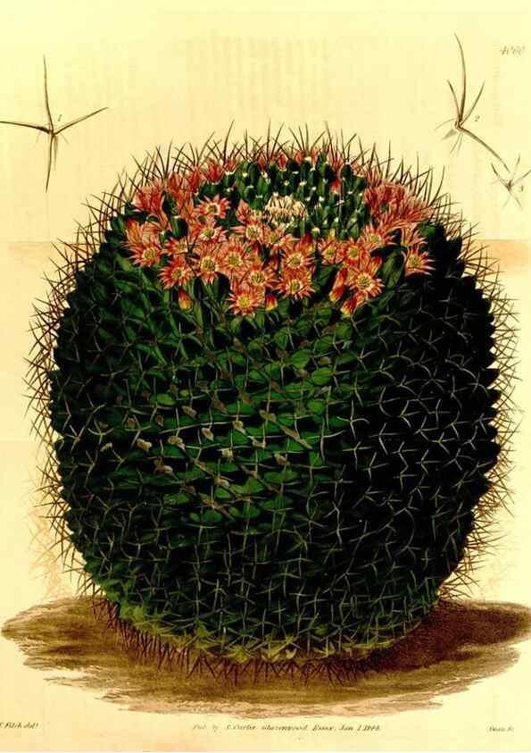 Reproducción/Reproduction 35210431186: Curtis's botanical magazine.. London ; New York [etc.] :Academic Press [etc.]
