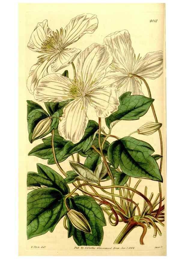 Reproducción/Reproduction 35250218685: Curtis's botanical magazine.. London ; New York [etc.] :Academic Press [etc.]