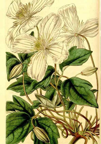 Reproducción/Reproduction 35250218685: Curtis's botanical magazine.. London ; New York [etc.] :Academic Press [etc.]