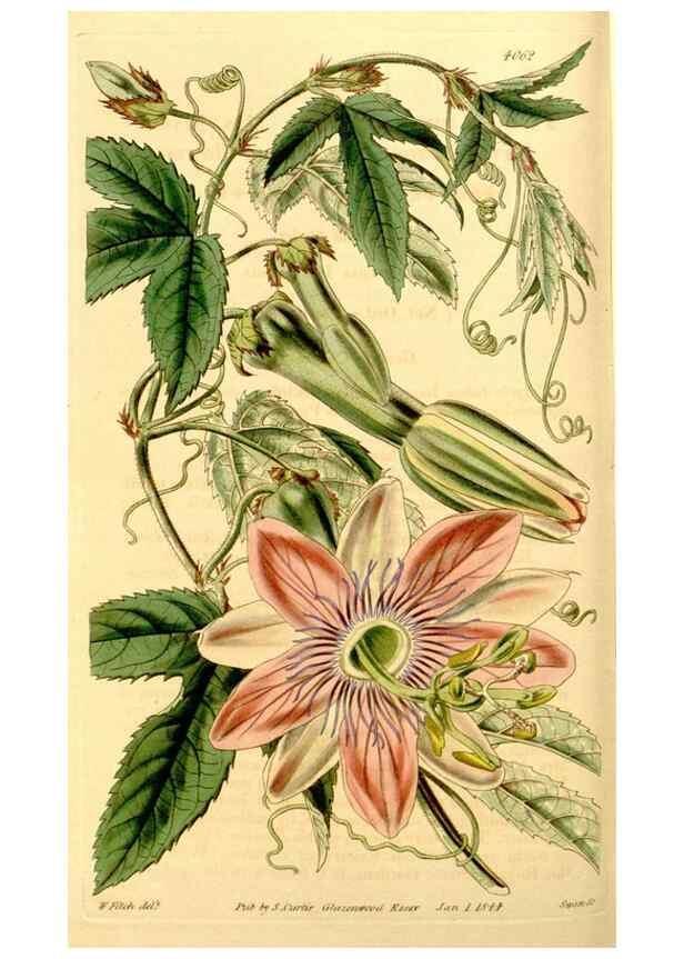 Reproducción/Reproduction 35250222785: Curtis's botanical magazine.. London ; New York [etc.] :Academic Press [etc.]