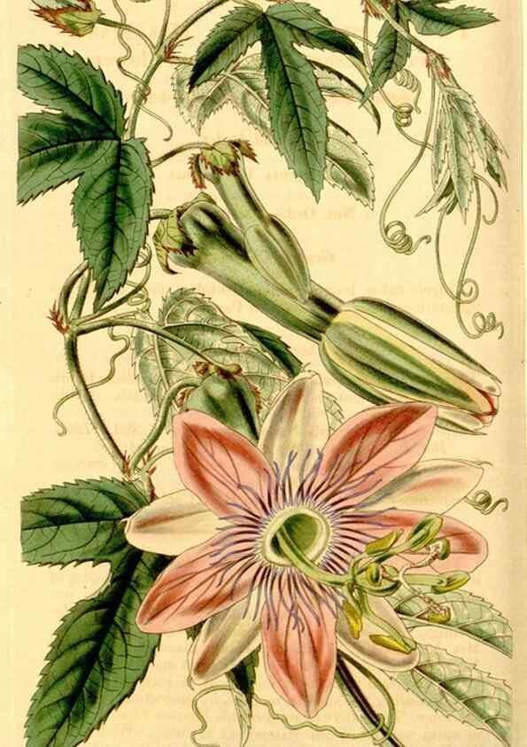 Reproducción/Reproduction 35250222785: Curtis's botanical magazine.. London ; New York [etc.] :Academic Press [etc.]