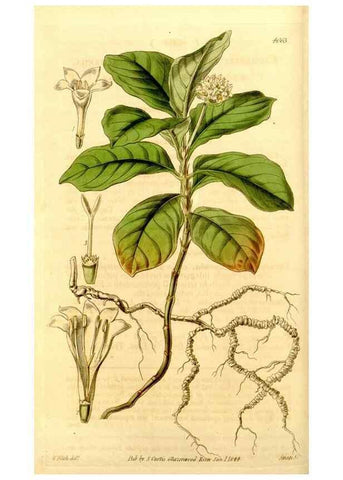 Reproducción/Reproduction 35250227165: Curtis's botanical magazine.. London ; New York [etc.] :Academic Press [etc.]