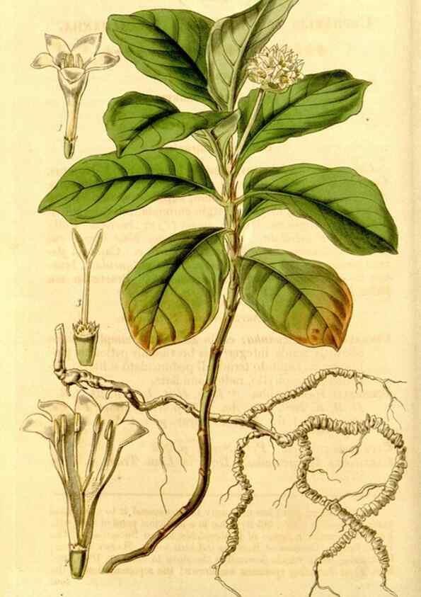 Reproducción/Reproduction 35250227165: Curtis's botanical magazine.. London ; New York [etc.] :Academic Press [etc.]