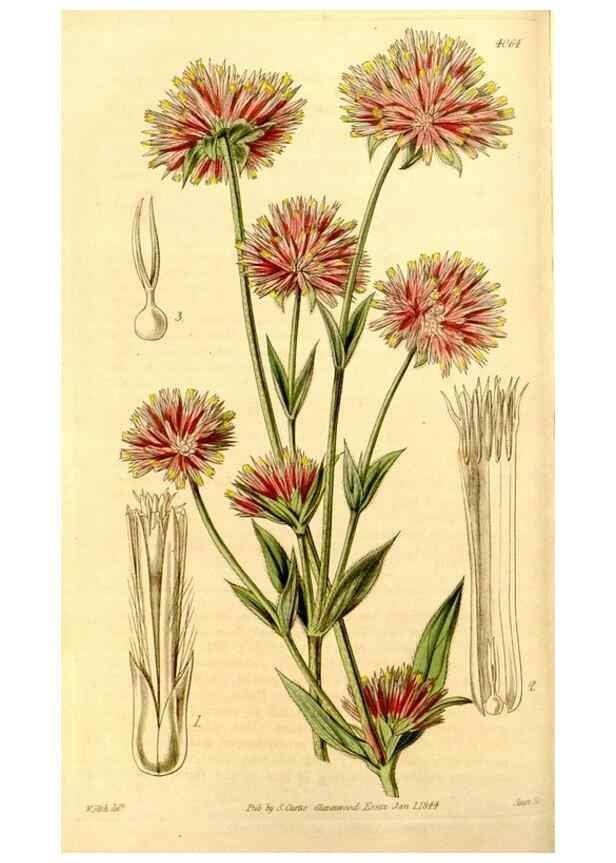 Reproducción/Reproduction 35250231145: Curtis's botanical magazine.. London ; New York [etc.] :Academic Press [etc.]