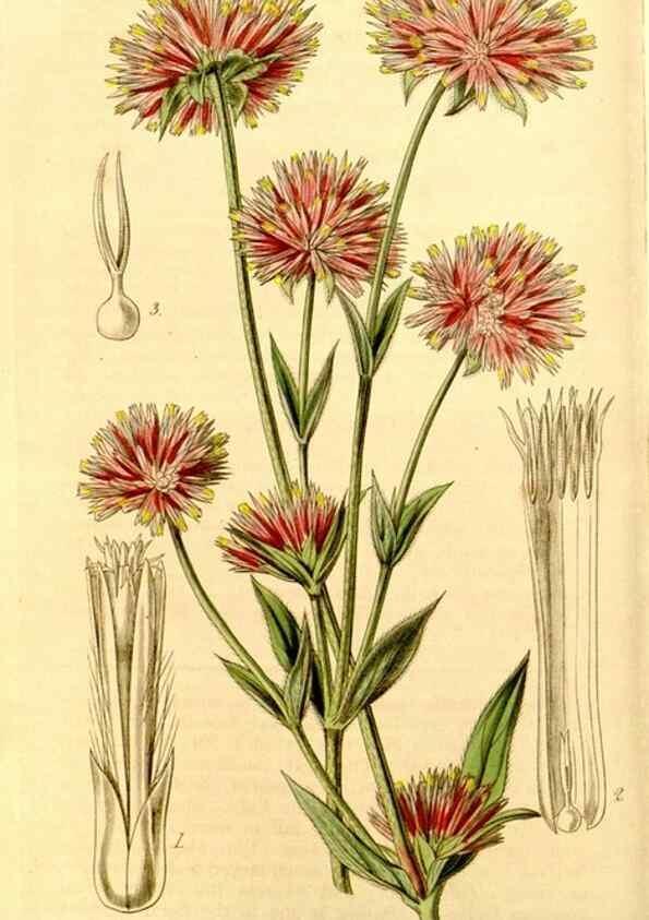 Reproducción/Reproduction 35250231145: Curtis's botanical magazine.. London ; New York [etc.] :Academic Press [etc.]
