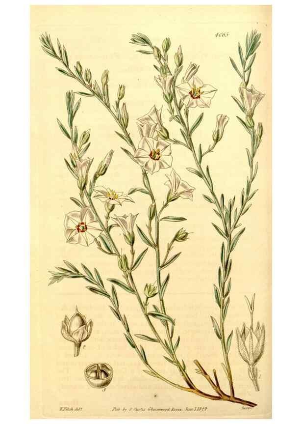 Reproducción/Reproduction 35250235905: Curtis's botanical magazine.. London ; New York [etc.] :Academic Press [etc.]