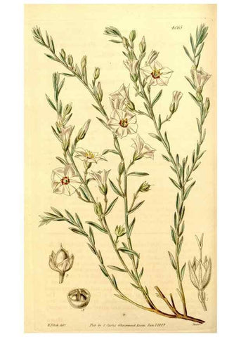Reproducción/Reproduction 35250235905: Curtis's botanical magazine.. London ; New York [etc.] :Academic Press [etc.]