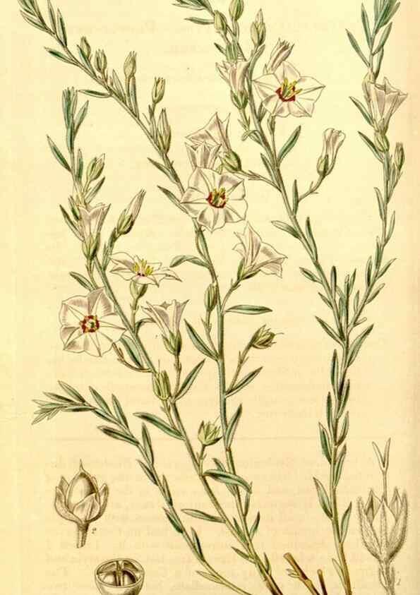 Reproducción/Reproduction 35250235905: Curtis's botanical magazine.. London ; New York [etc.] :Academic Press [etc.]