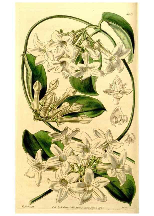 Reproducción/Reproduction 35210424646: Curtis's botanical magazine.. London ; New York [etc.] :Academic Press [etc.]
